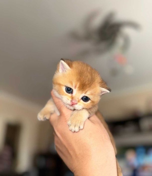 Maravilhoso menino a venda
