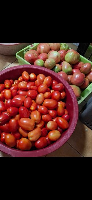 Tomates coração de boi outros