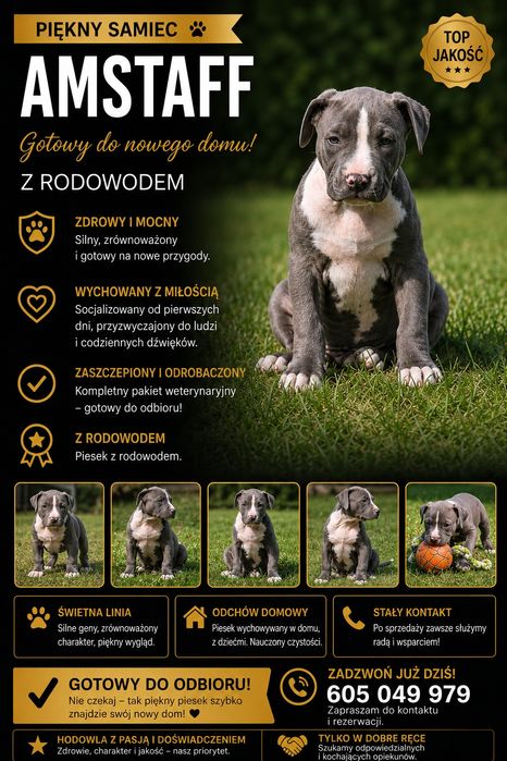 Blue Month – American Staffordshire Terrier( Blue)