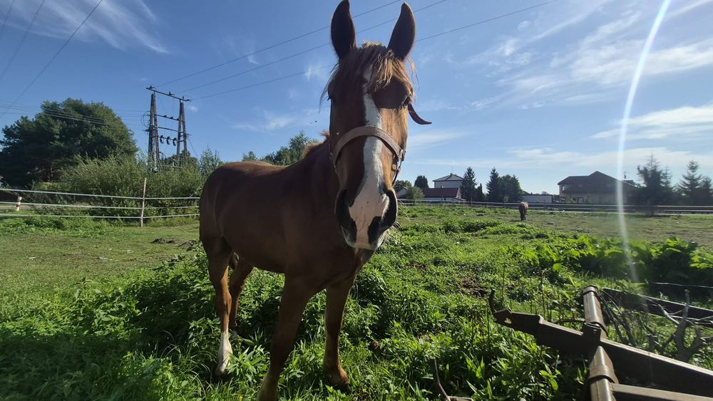 Oktanek do darmowej adopcji