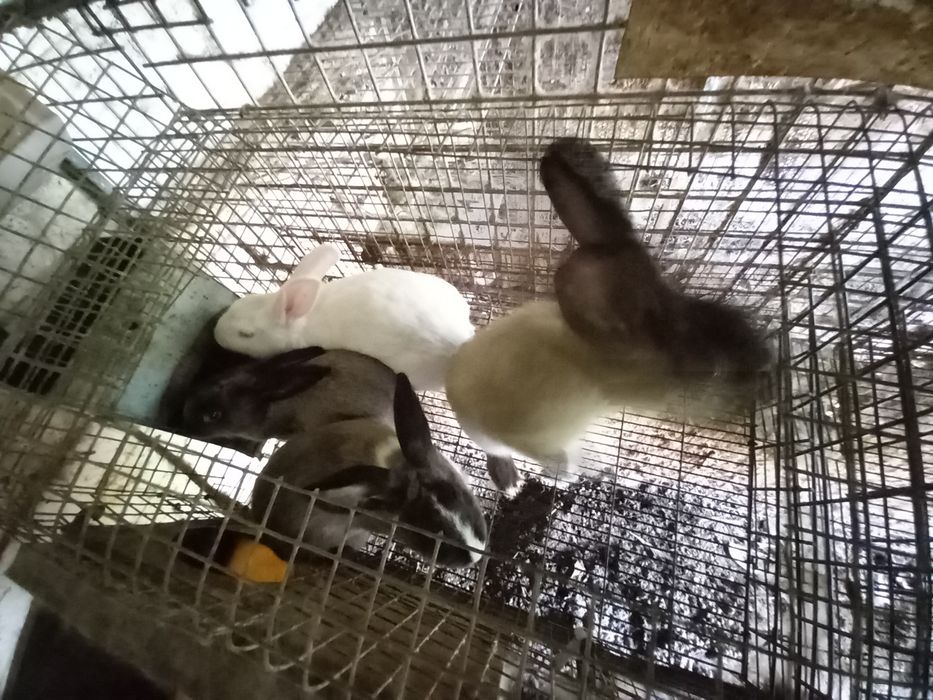 Coelhos caseiros