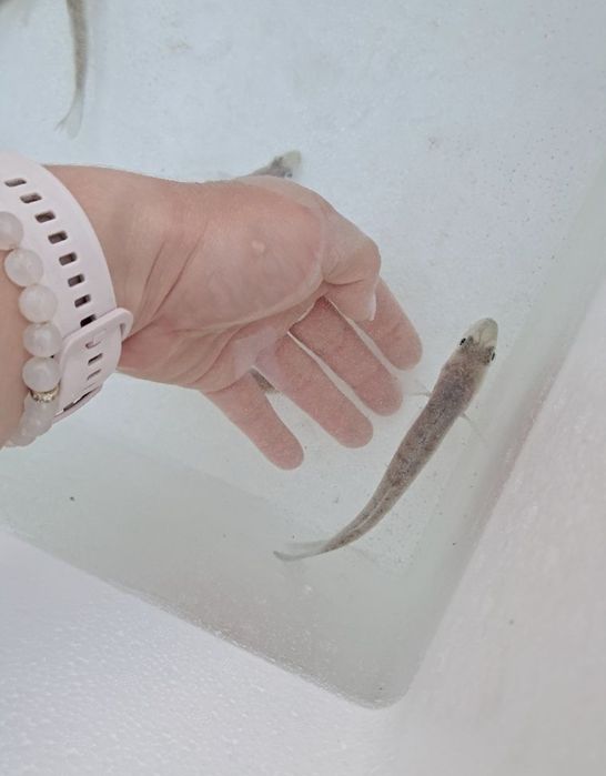 Sandacz 12-16cm  karp jesiotr palia