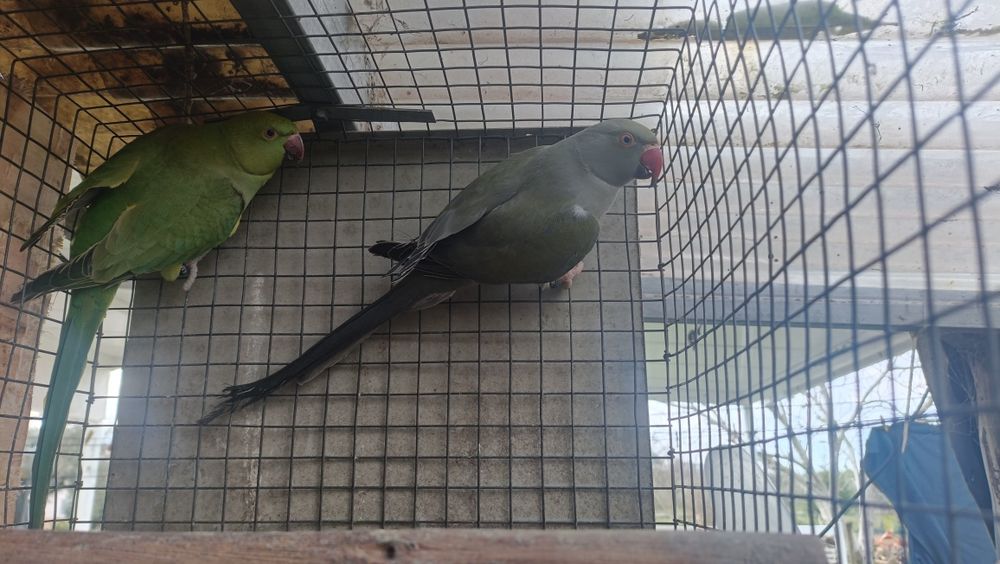 Ring neks reprodutores