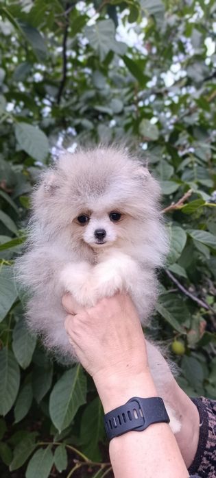 Померанський шпіц міні дівчинка