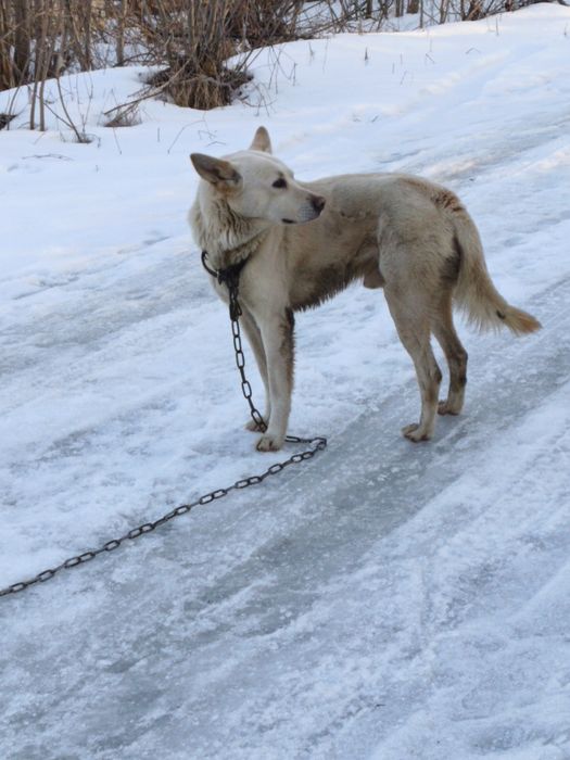 Собака бесплатно