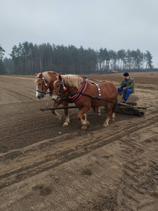Klacz sokolska, programowa