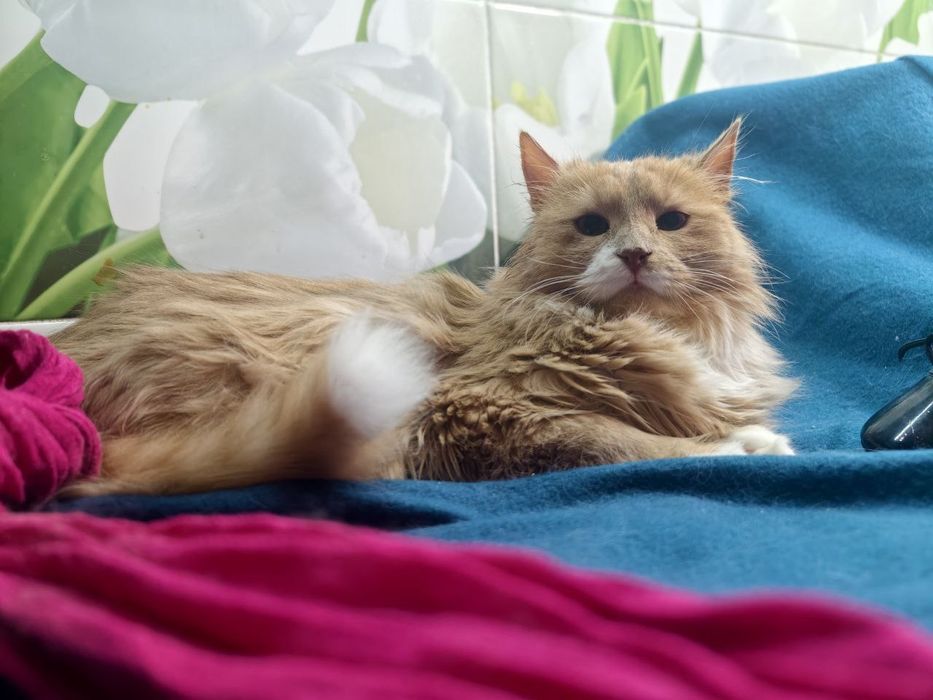 Красень котик в пошуках дому