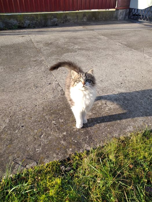 Віддам кошеня в добрі руки хлопчик 2 міс.
