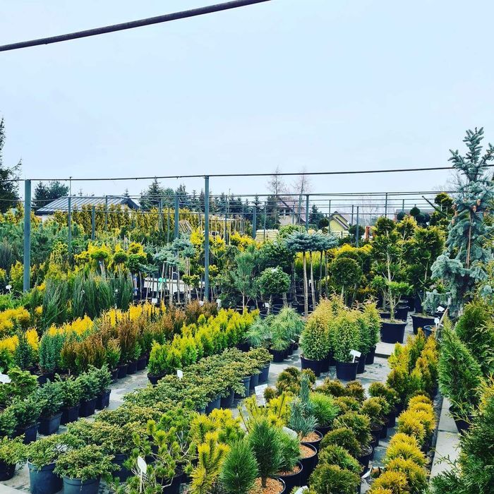 Thuja Smaragd/ Tuja Szmaragd 180-200 cm ładne, grube