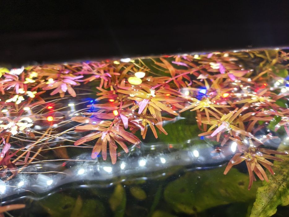 Rotala rotundifolia Blood Red 10PLN za 5szt