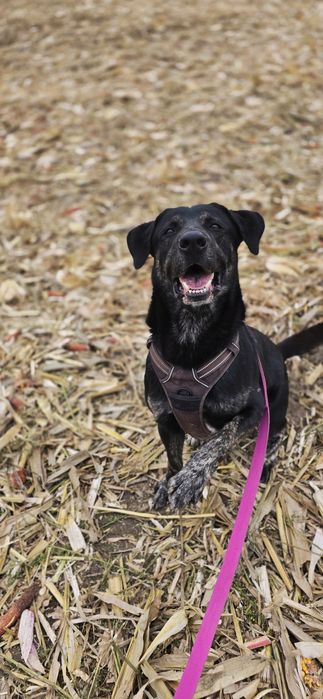 Potter cudowny samiec