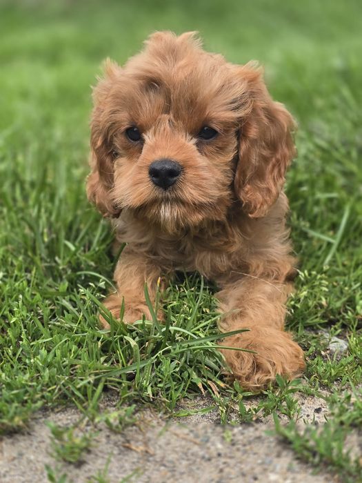 Cavapoo f1 suczka szczenię do odbioru gotowa