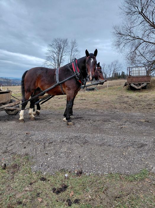 Wałachy śląskie 4 i 5 lat