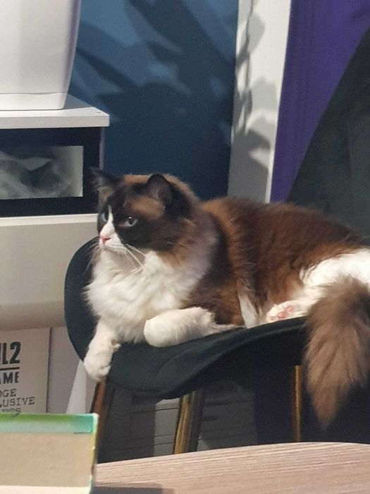 Kot Rasy Ragdoll (Zarezerwowany)