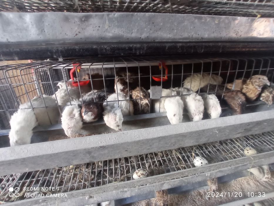 Перепілки На м'ясо та несуть яйця