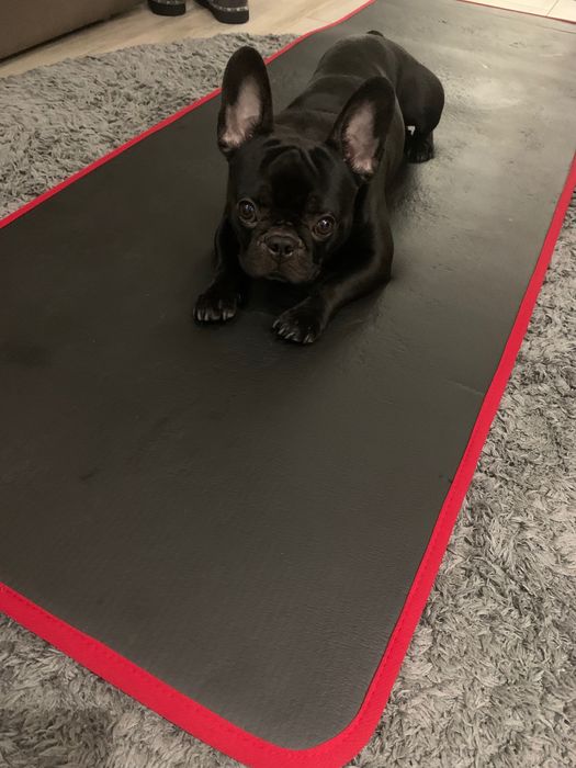 Вязка французский бульдог