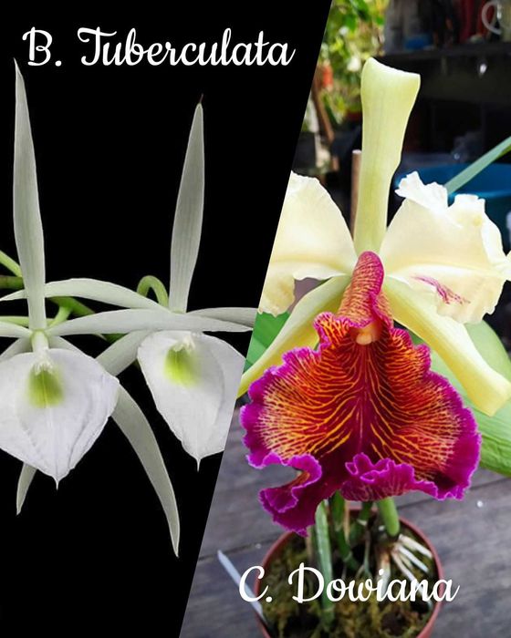 Орхидея B.Tuberculata×C.Dowiana;хойя Аустралис-250