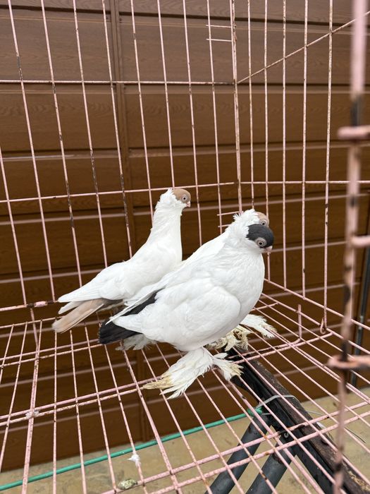 Sprzedam krymki bialostockie