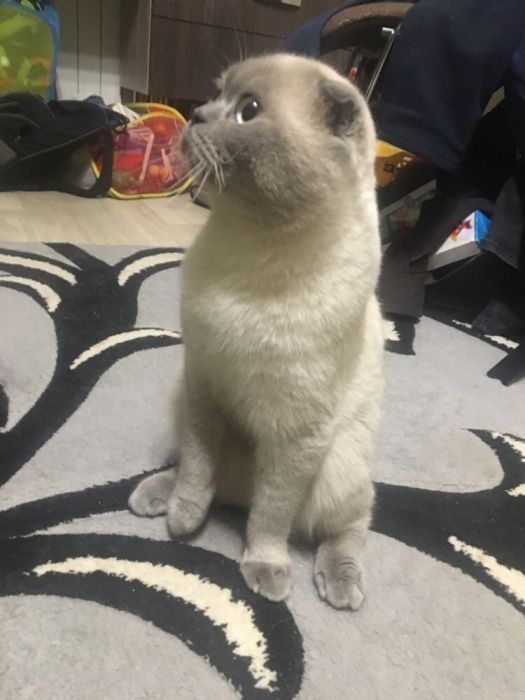 Шотландский вислоухий котик Вязка кота для вязки