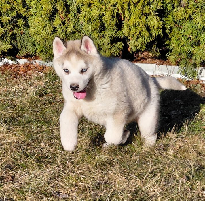 Siberian husky  pies