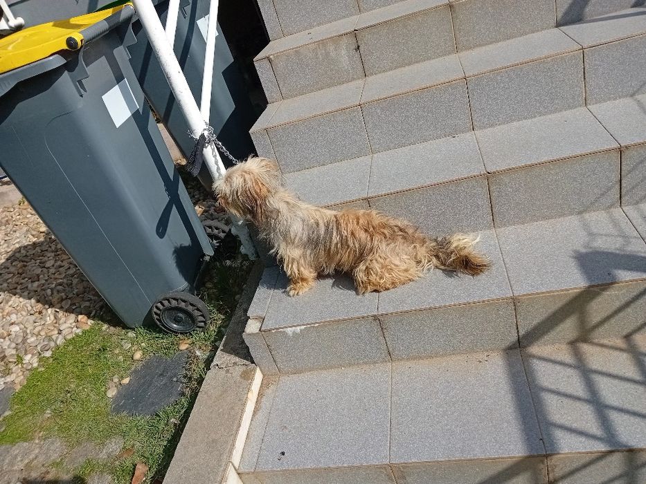 Treino canino GA