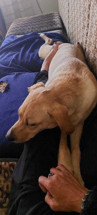 Jupiter labradora de 8 meses