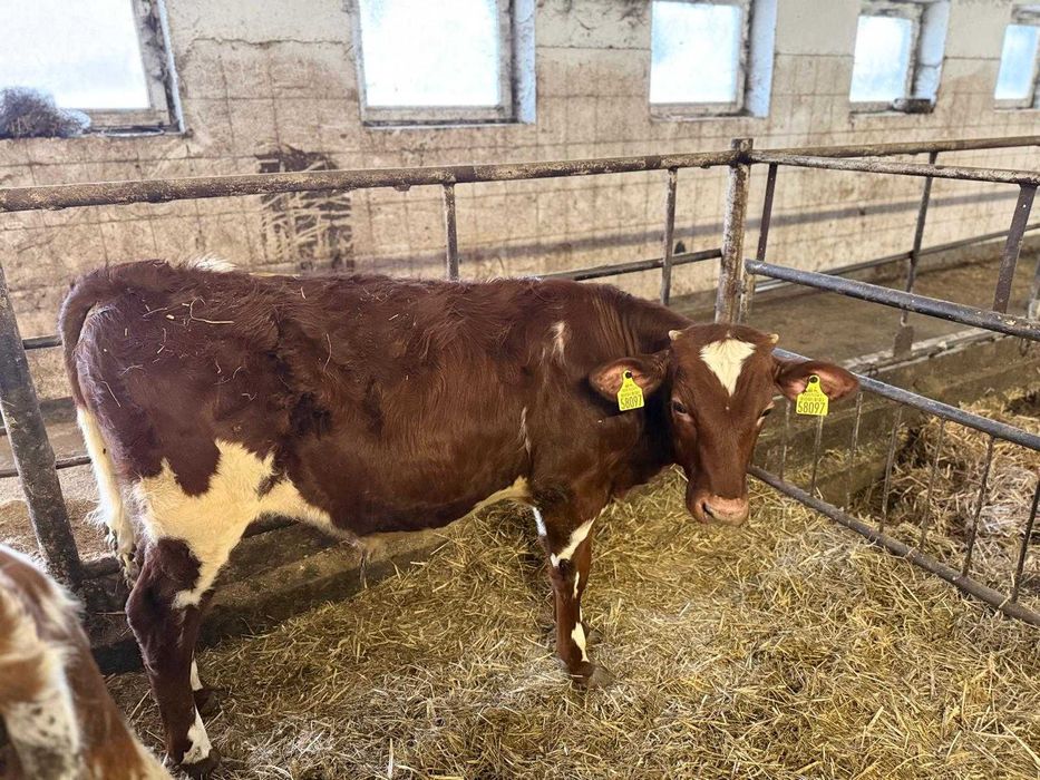 Byczki odsadki mieszańce hf