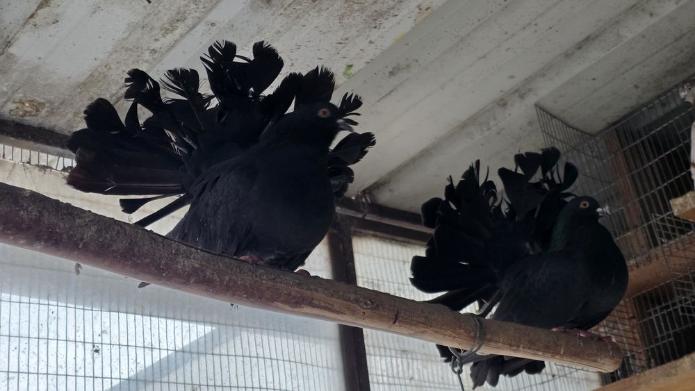 Pombas rabo de leque duplo