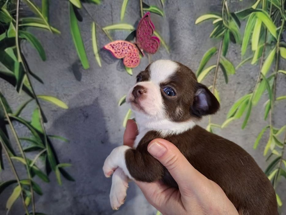 Śliczny piesek Chihuahua czekoladowo biały. REZERWACJA