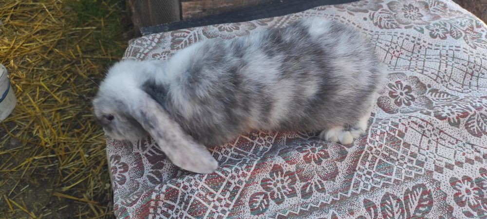 Кролики французький баран