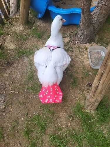 Памперсы для утки курочки цыпленка утенка гуся гусенка