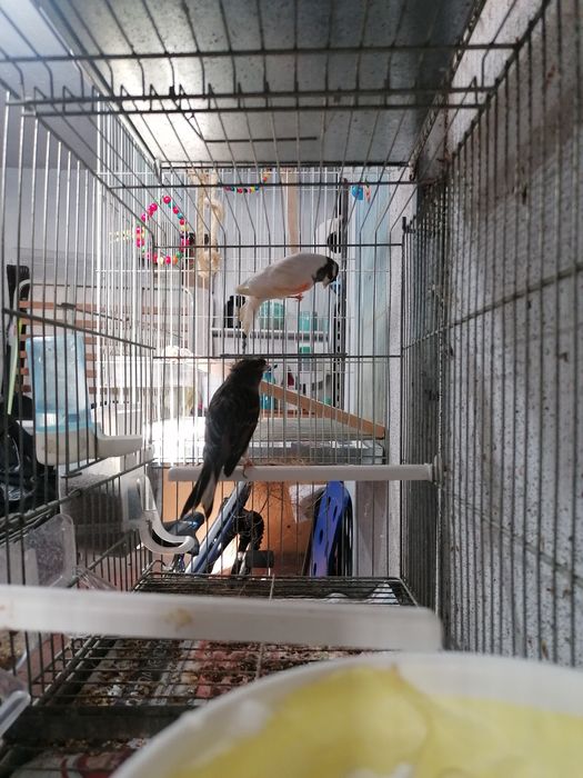 Casais arlequim português