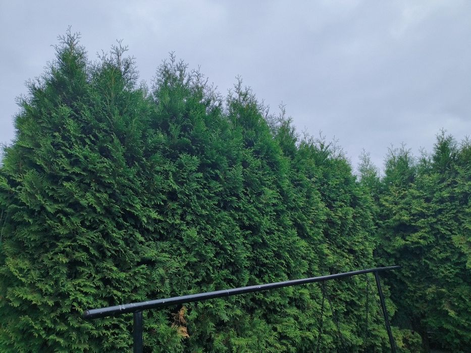 Udostepnie bezpłatnie tuje do przycięcia na stroiki wszystkich swietych.