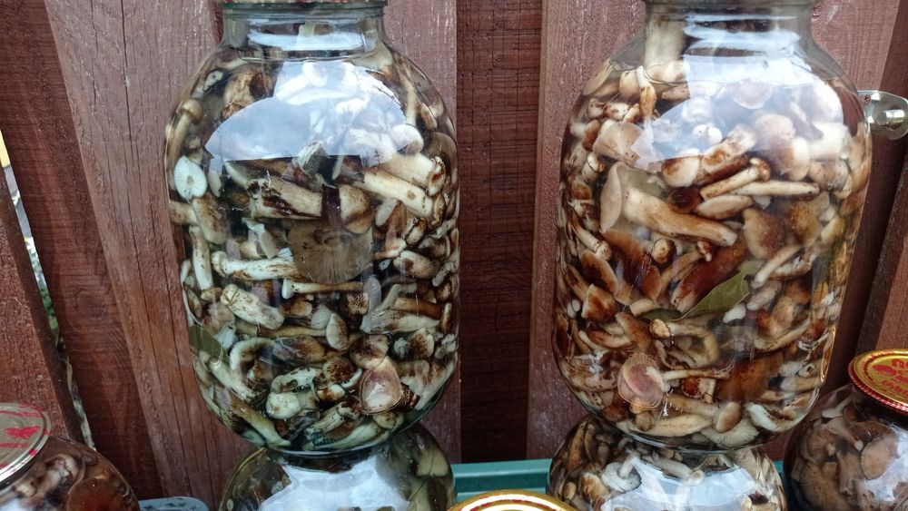 Опеньки мариновані