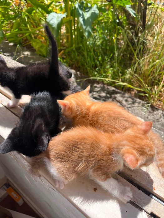 Gatinhos bebé para adopção