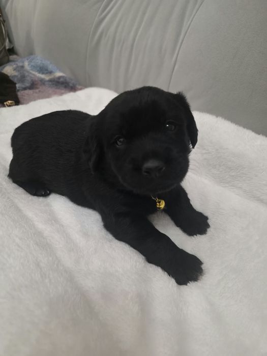 Pieski do adopcji-ZAREZERWOWANE