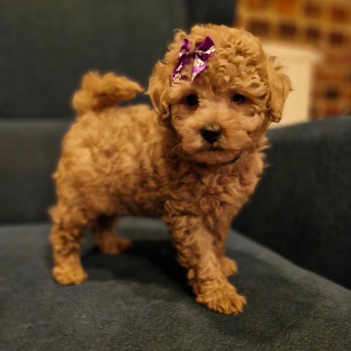 Pudel toy-miniarurka piękna płowa sunia