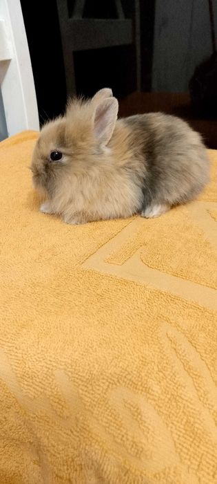 Króliczki miniaturki