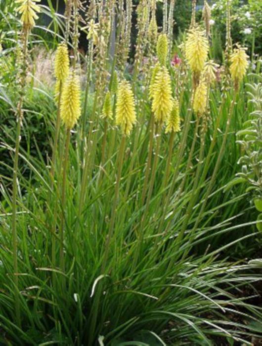 TRYTOMA CYTRYNOWA Kniphofia - sadzonki w doniczkach