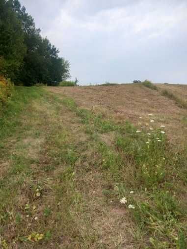 Gospodarstwo rolne 3,9 ha – całość lub działki osobno | Rzeczyca k. Kazimierza Dolnego - Widok 3