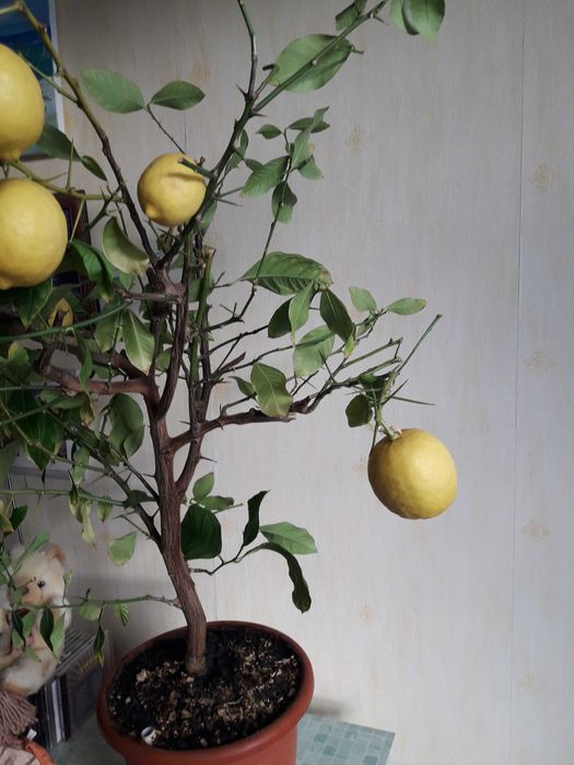 Дерево лимонное с плодами
