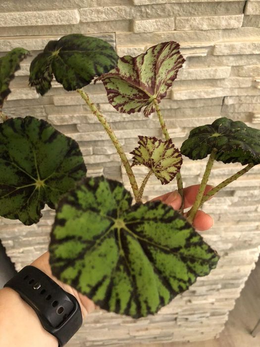 Продам красивые растения сингониумы))!