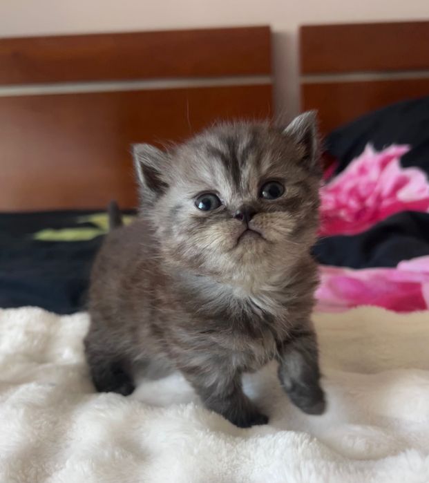 Gatinha Scottish Straight