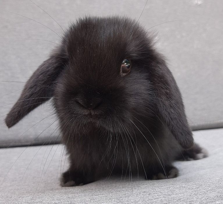 Kroliki baranek miniaturka karzelek mini lop. Cena CAŁKOWITA.
