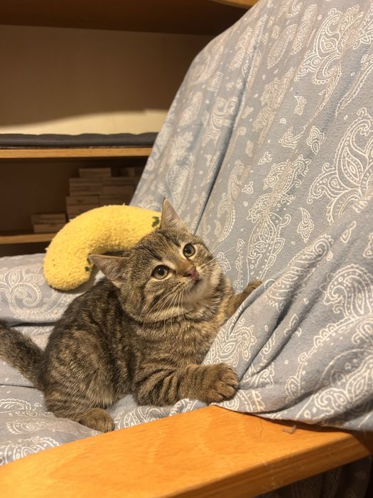 Mała koteczka szuka domku