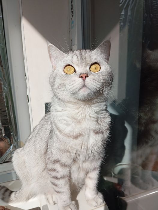 Шотландські кошенята в забарвленні золота та срібляста шиншила