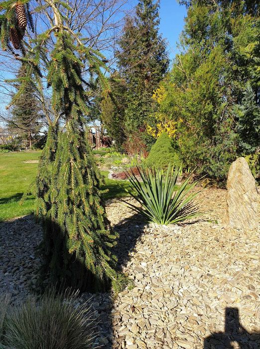 Usługi ogrodnicze - zakładanie i pielęgnacja ogrodów