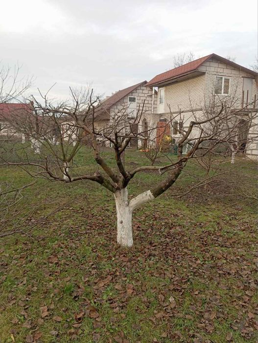 Надаю  послуги обрізки фруктових дерев