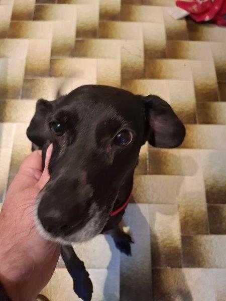 Adoto uma cadela de 5 anos, muito meiga, com as vacinas todas em dia porque vamos mudar de cidade