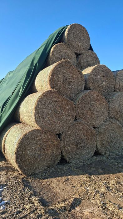 Słoma sucha Bele tegoroczne